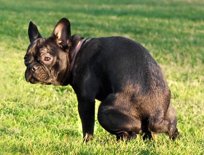Felicity the defecating Frenchie, a French bulldog pooping in a grass field.
