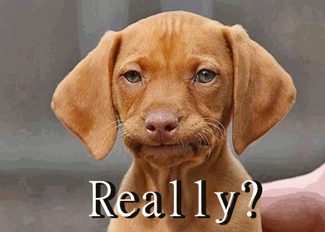 Image: Small puppy shaking his head with the caption "Really?" ... This in response to some ridiculous puns about dog waste removal professionals.