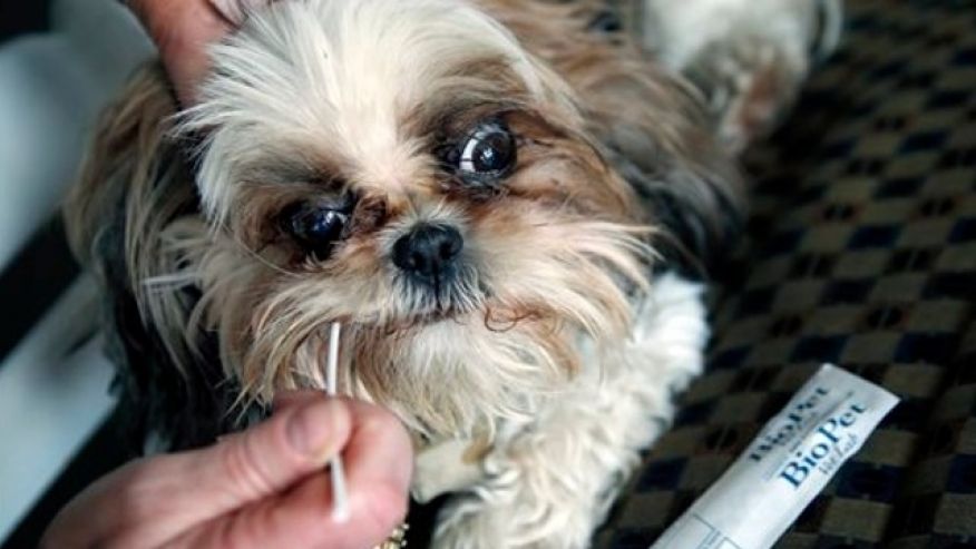 Here is an example of a cheek swab performed by BioPet in order to be able to serve a community with DNA dog poop testing.