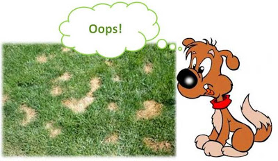 Oops! Dog poop can destroy lawns as it breaks down very slowly over time. Hiring a pet waste removal company can help your lawn stay healthy.