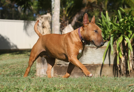 Pet Waste Removal In Southport IN