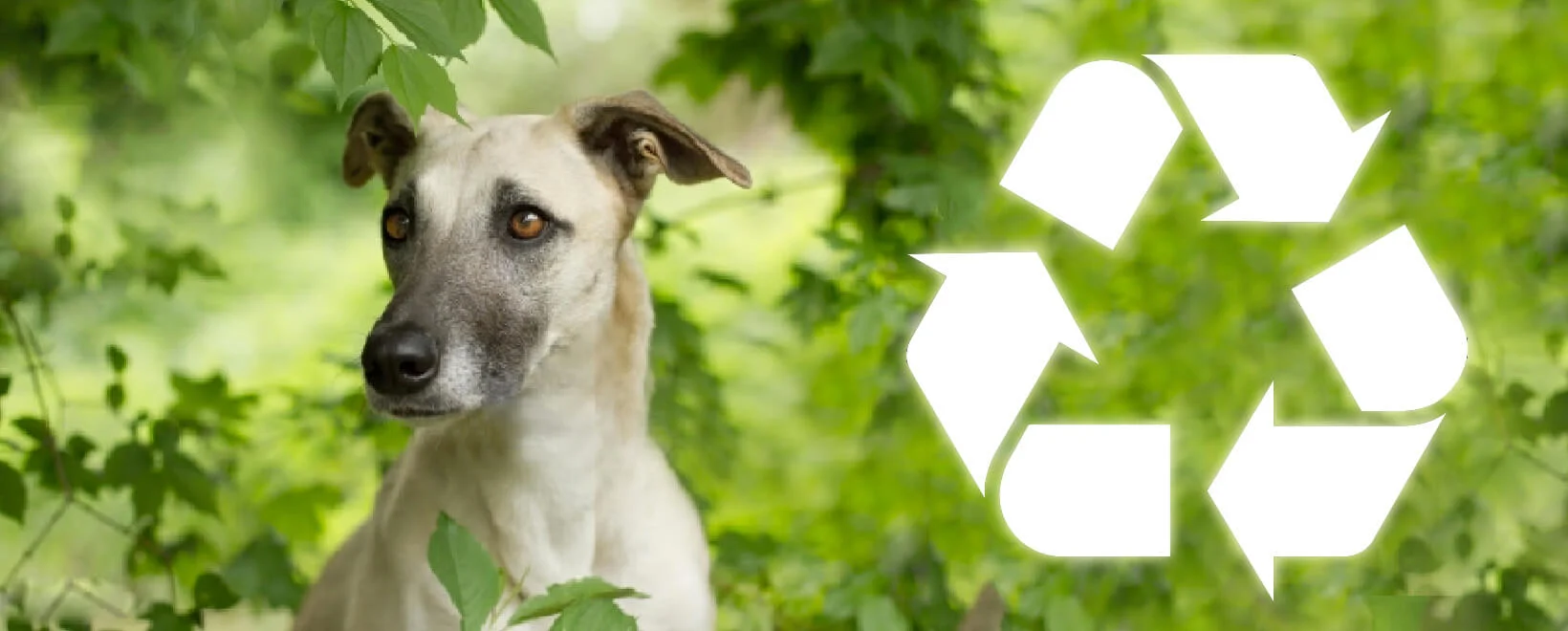 dogRecycle.jpg