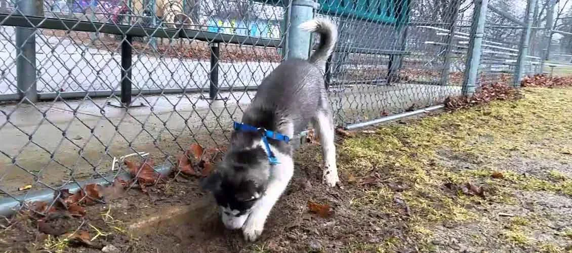 dog digging, digging dog, why is my dog digging, how to make a dog stop digging, training a dog to stop digging, dog digging in yard, stop dog digging, dog poop pick up, pooper scooper, dog waste removal