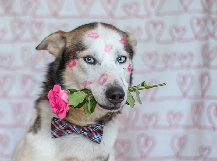 valentine’s day, valentine’s dog, dog of the day, dog features, dog poop, dog poop removal, dog poop pickup, doggie pooper scooper, picking up dog poop, poop scoop service, dog poop scooper, poop scooping, pooper scooper business, dog poop cleanup, dog poop service, pooper scooper, dog waste removal, dog poop services, picking up poop, pooper scooper services, dog poop pick up service, pooper scooper service, pet waste removal, poop removal, dog poop in yard