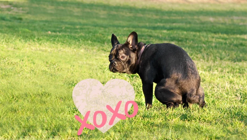 dog poop, dog poop removal, dog poop pickup, doggie pooper scooper, picking up dog poop, poop scoop service, dog poop scooper, poop scooping, pooper scooper business, dog poop cleanup, dog poop service, pooper scooper, dog waste removal, dog poop services, picking up poop, pooper scooper services, dog poop pick up service, pooper scooper service, pet waste removal, poop removal, dog poop in yard