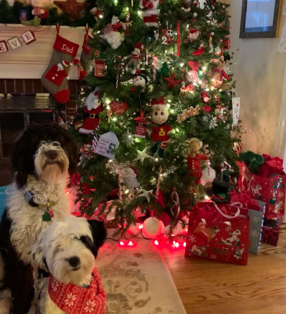 oliveri_holidayPups.jpg