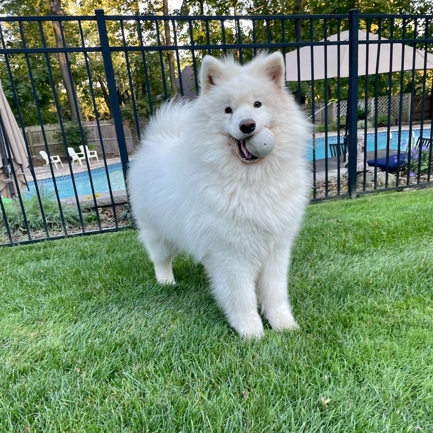 Friendly white dog holding a ball