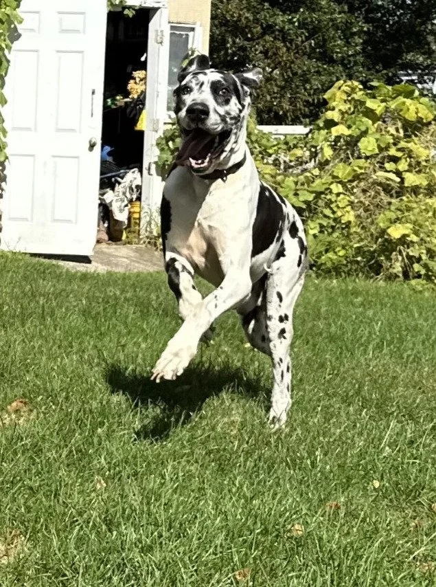 Bojangles happily running through his clean backyard after service