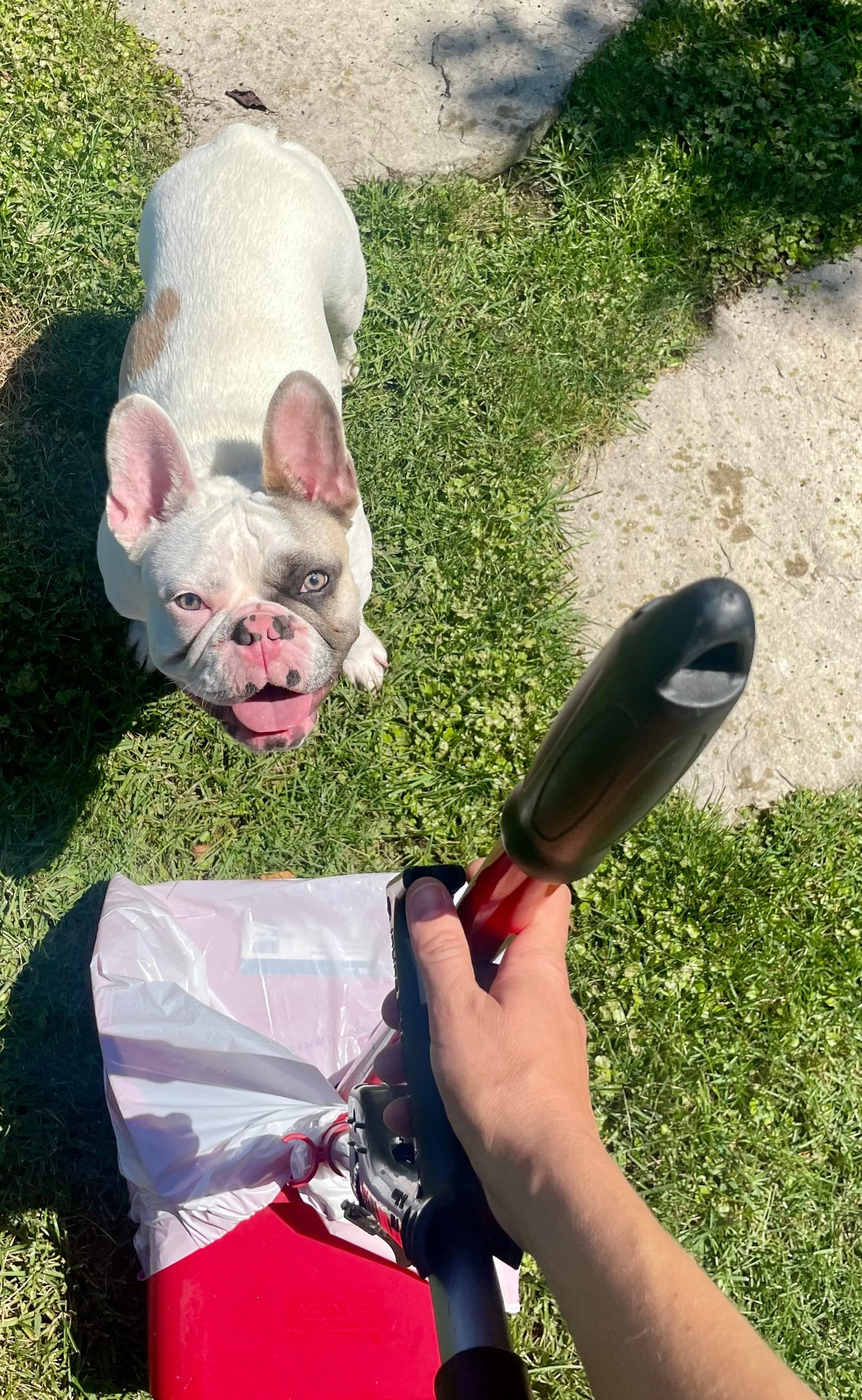 Dog curiously looking at a pet waste removal bucket