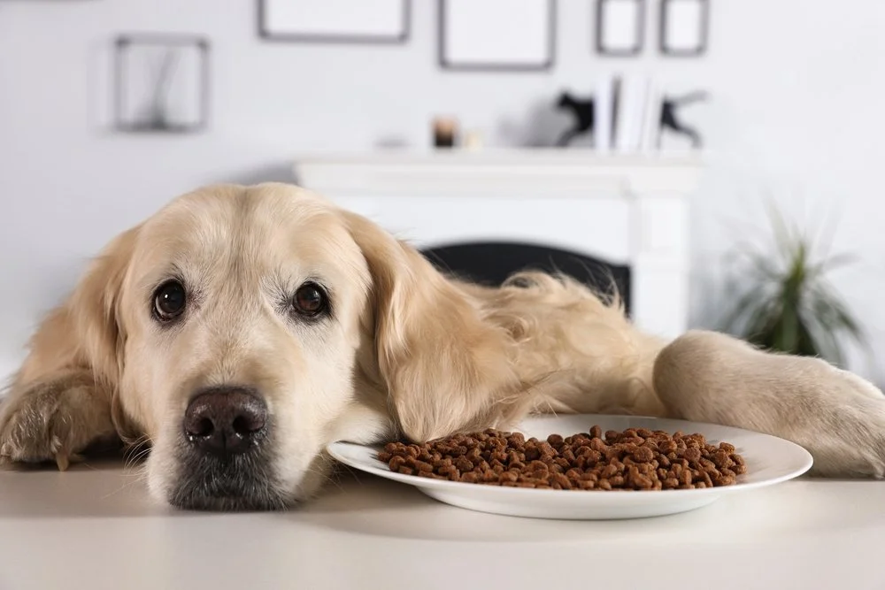 Golden retriever resting beside dog food, illustrating possible digestive upset in dogs.