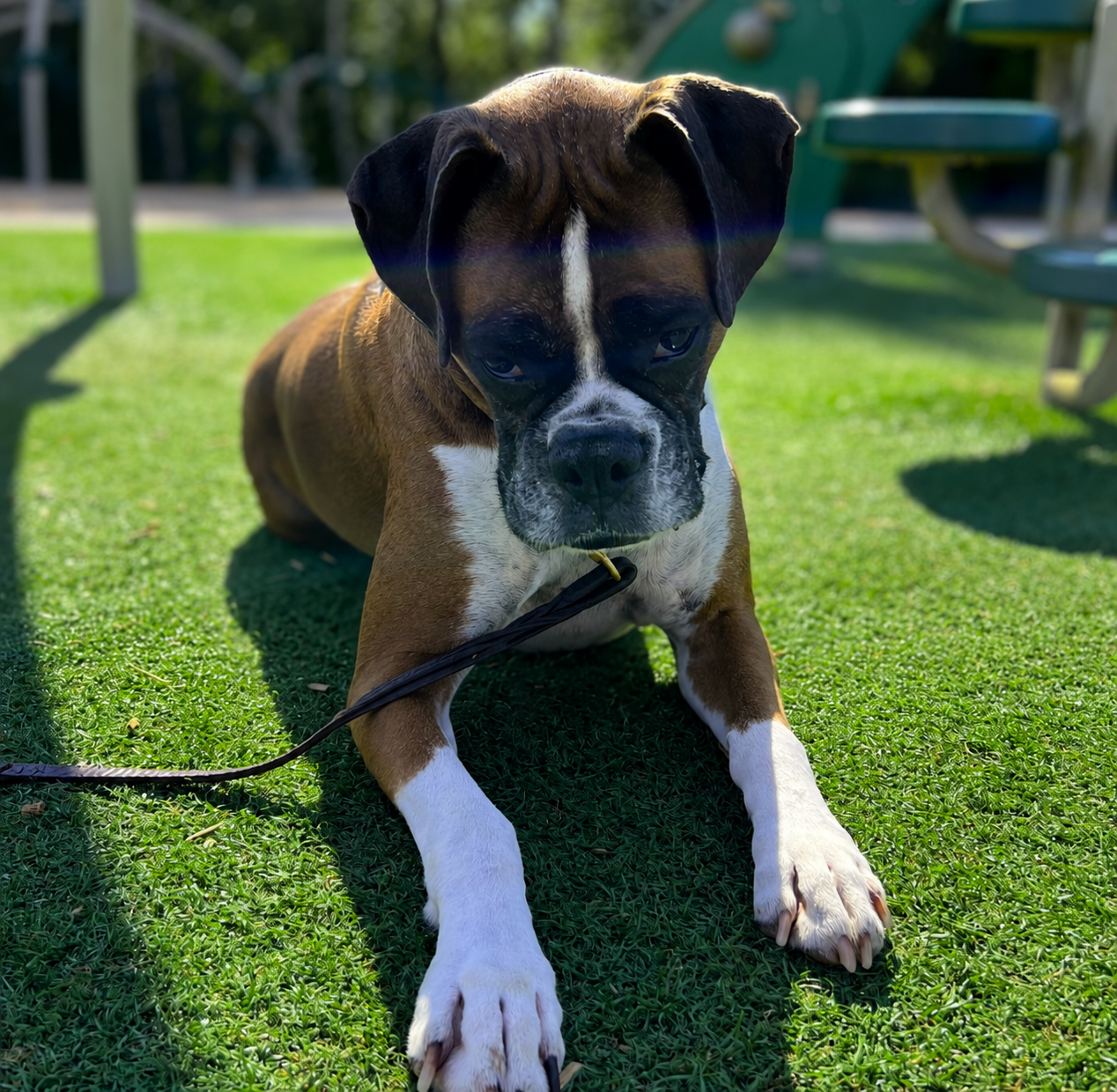 A disappointed-looking dog