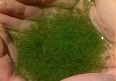 superfood AFA algae