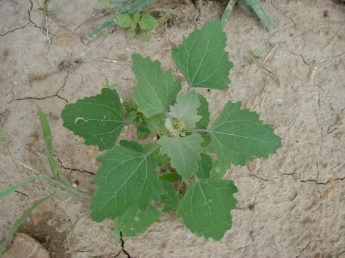 lambsquarters