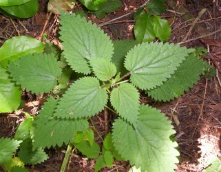 nettle
