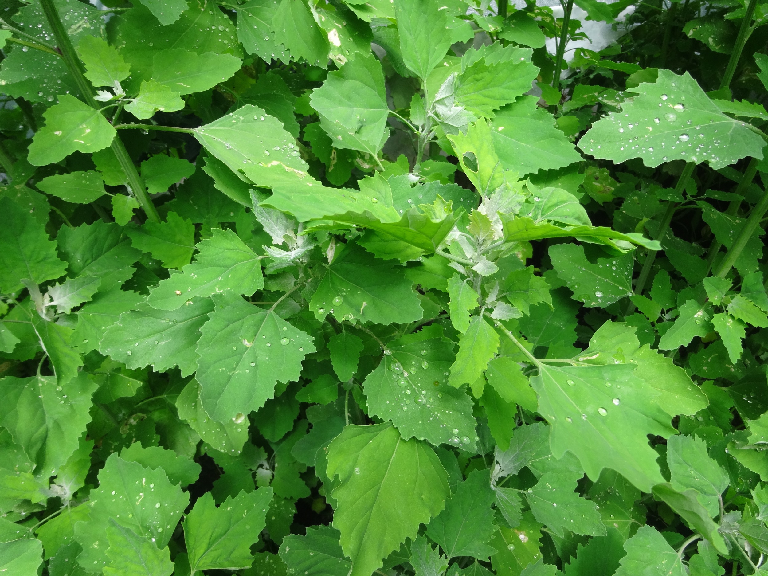 lambs quarters