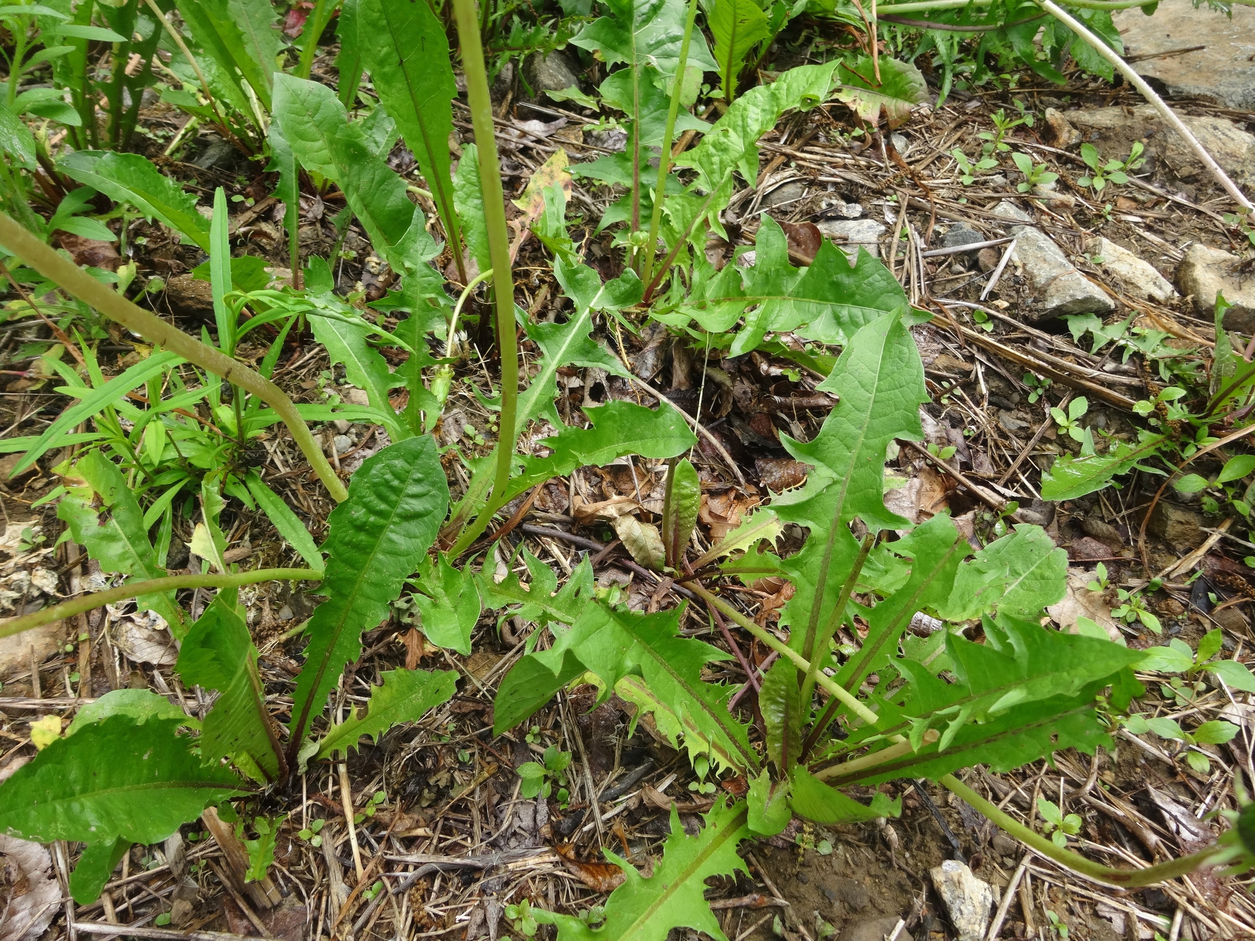 dandelions