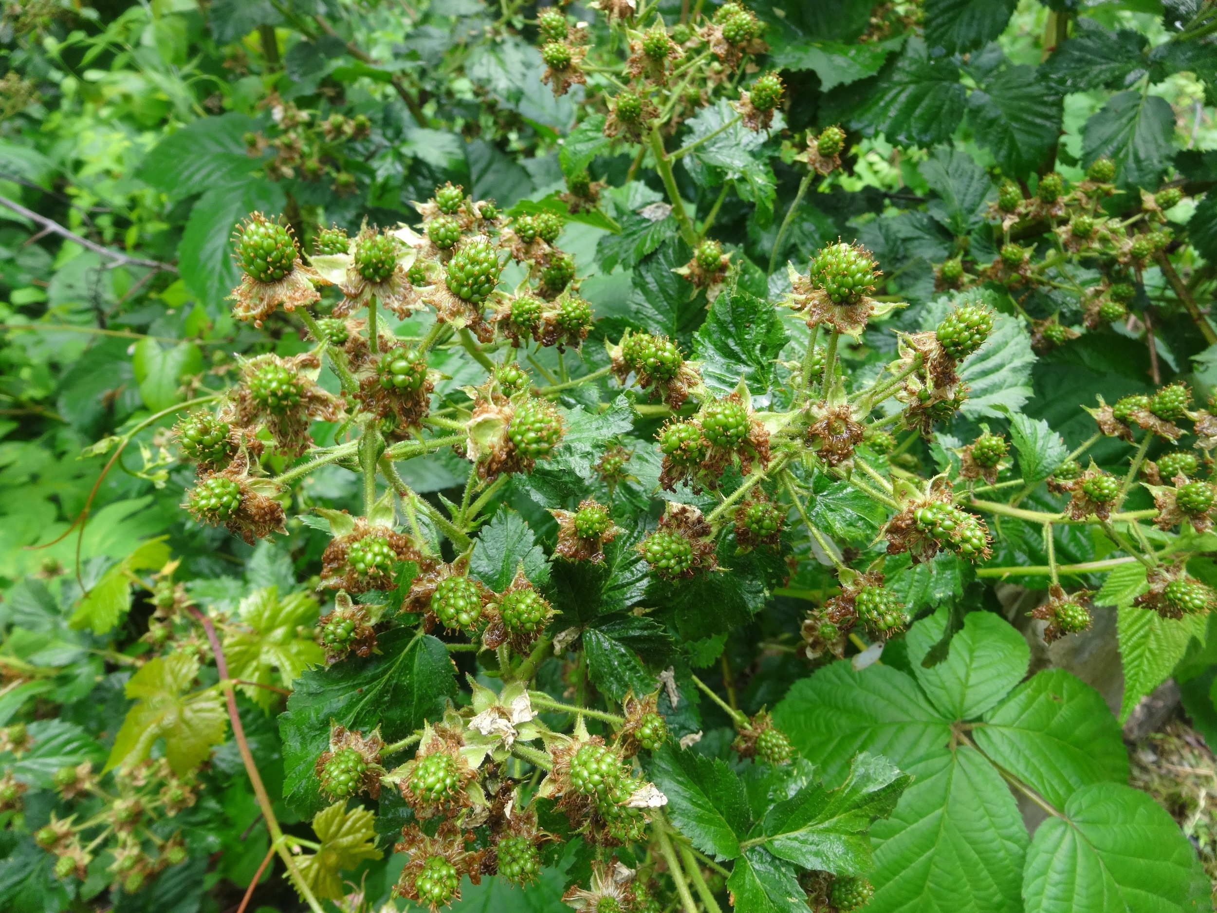 budding blackcaps