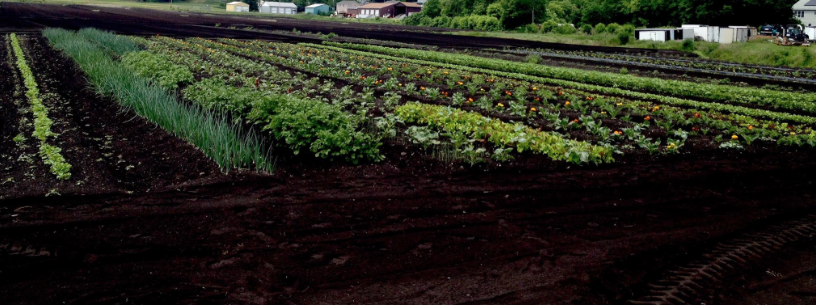 photo courtesy Beet-of-My-Heart Farm Chester, NY