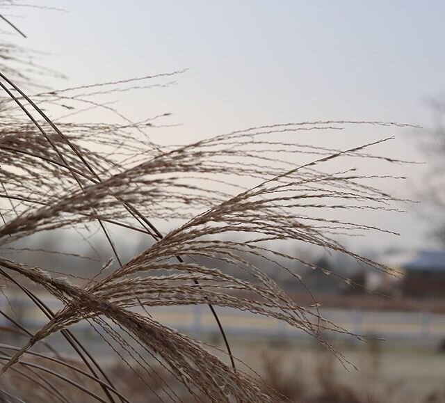 I'm lucky to live in a place with so much natural beauty. Much of my work draws from elements of nature- On walks I'll often collect dried grasses, seed pods and flowers- which I sometimes incorporate into my pieces by imprinting them into metals wit