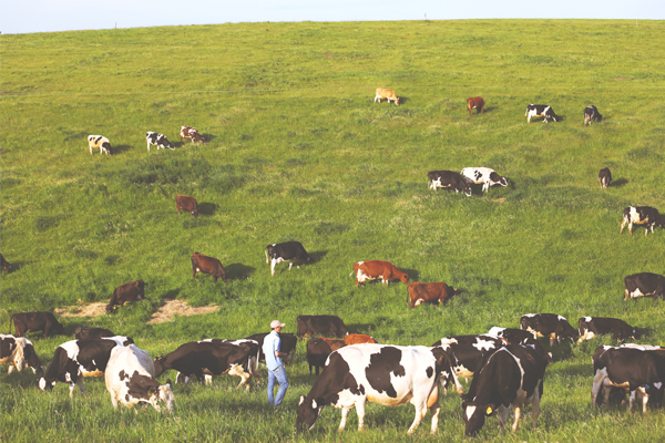Andy Hatch with the herd at Uplands Dairy