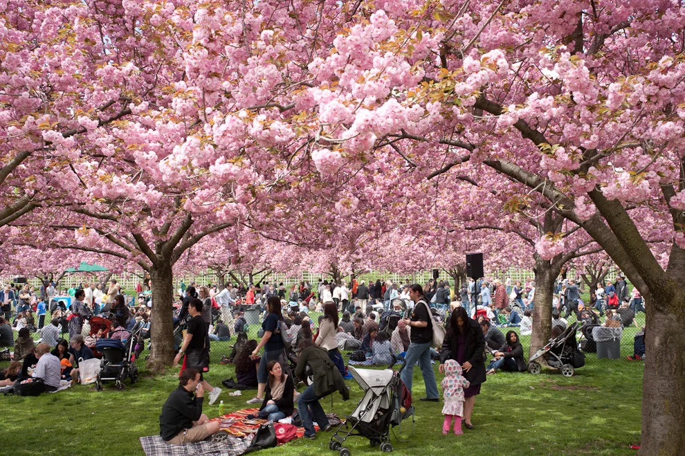 KENSEIKAI til Sakura festival d. 30 april (lørdagstræning aflyst)