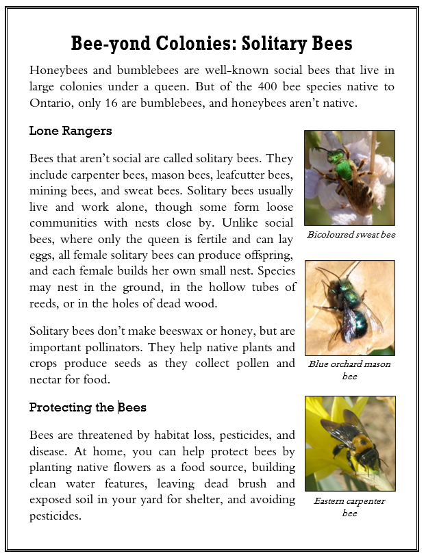 Sci Writing Sample_Bees.PNG