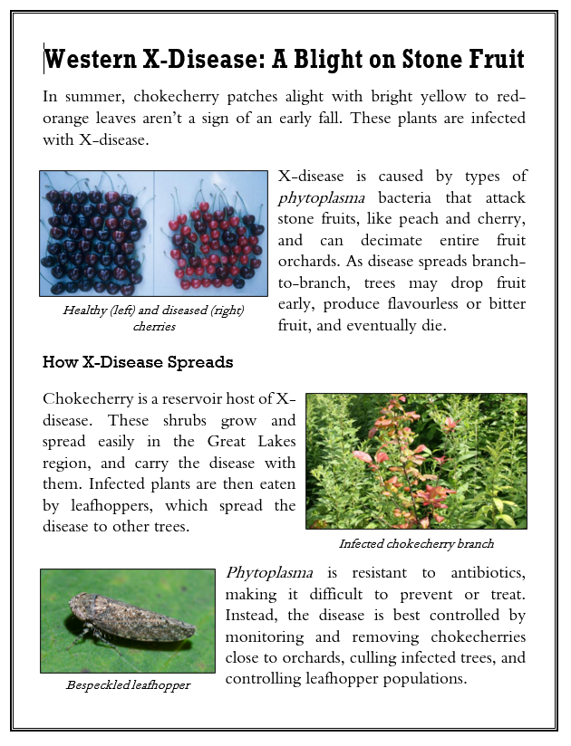 Sci Writing Sample_Xdisease.PNG