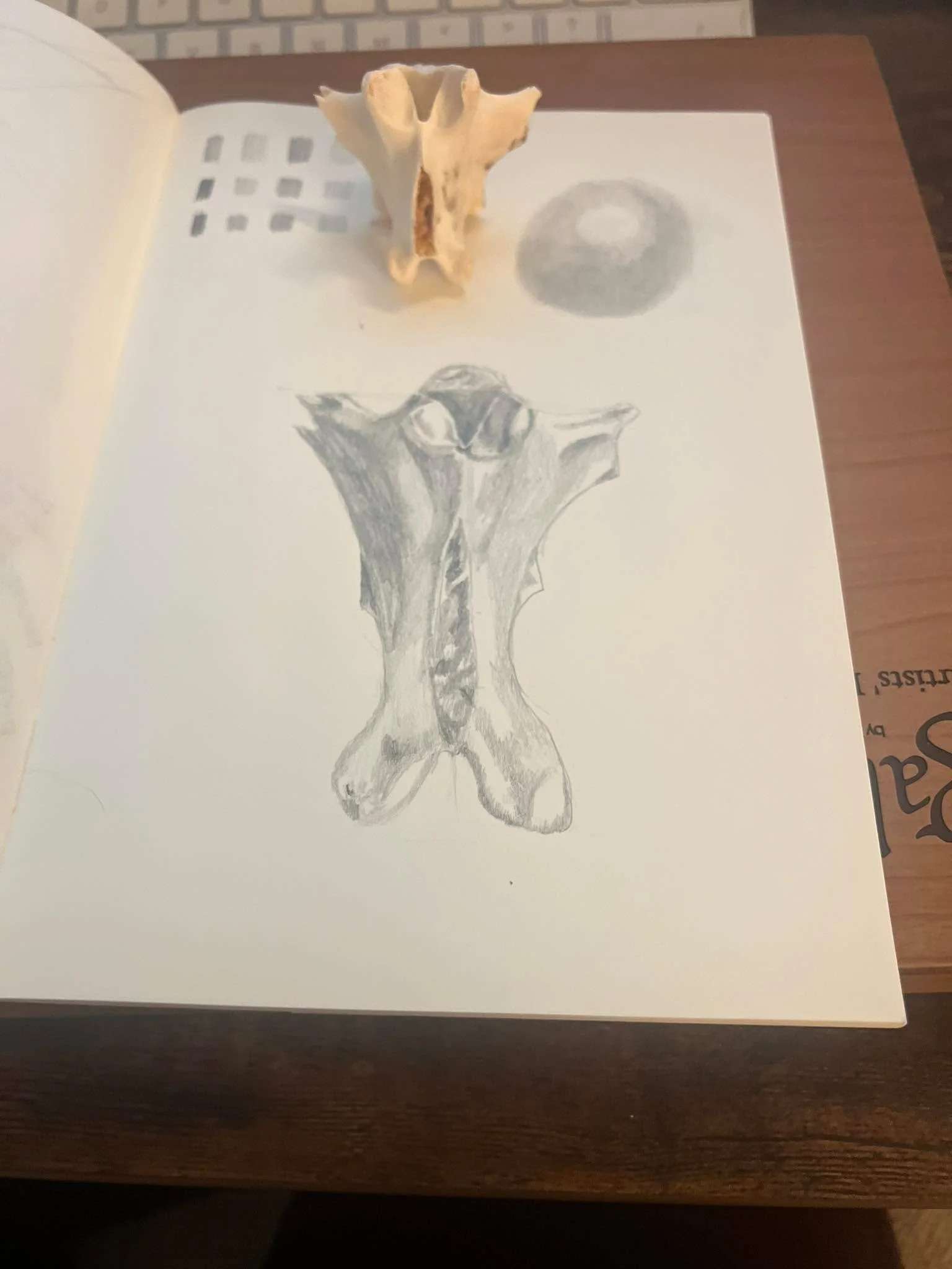 Still life scientific illustration reflections.

So many details, light and shadow, and awe in observing the stillness of this bone. Something we have in our body that allows protection to communicate with our brain. 🧠 

Just incredibly privileged t