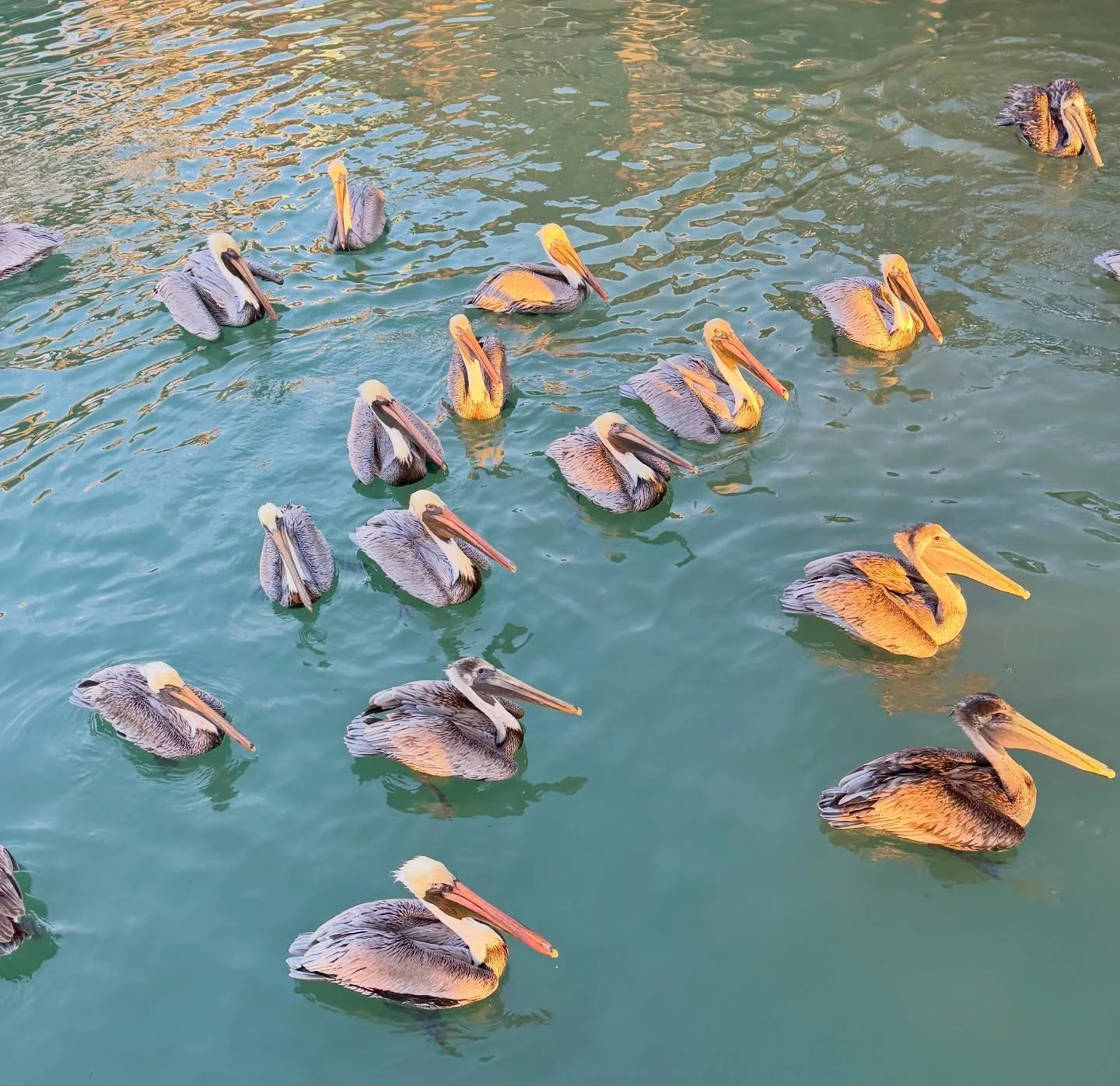 Warmer days are here and so is live music ☀️ 
Check out our weekly lineup below 👇🏼 

Wednesday: Christian and Daniel, 4PM
Thursday: CJ Matthew, 5PM
Friday: Jack Shealy, 5PM
Saturday: Pete Dowers, 5PM
Sunday: Scuba Cowboy, 4PM