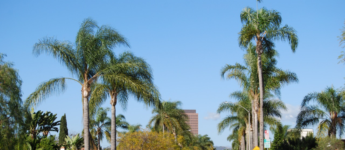 PalmSky.png