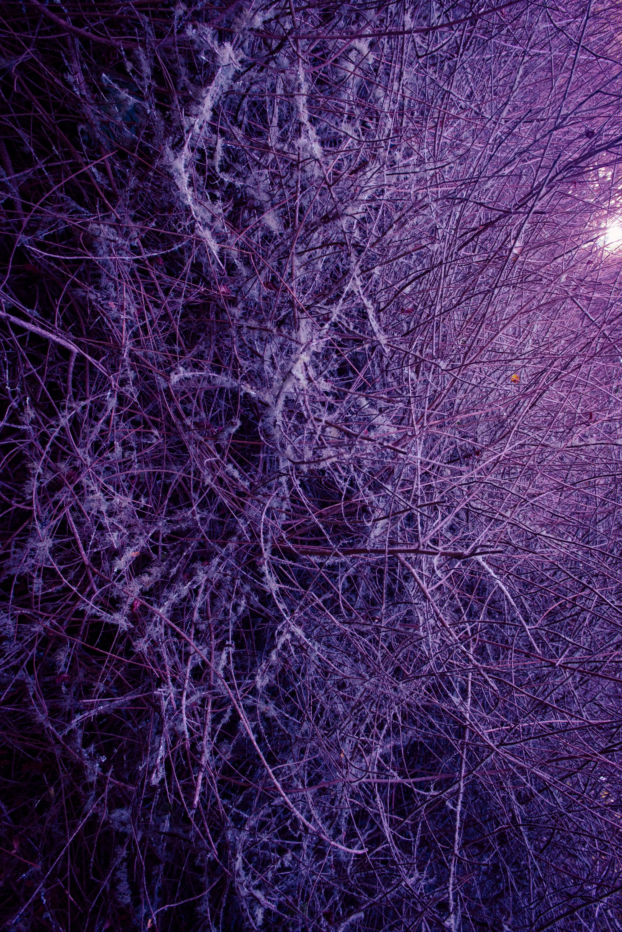 PhotoNicolo_131124_NIK4885.jpg