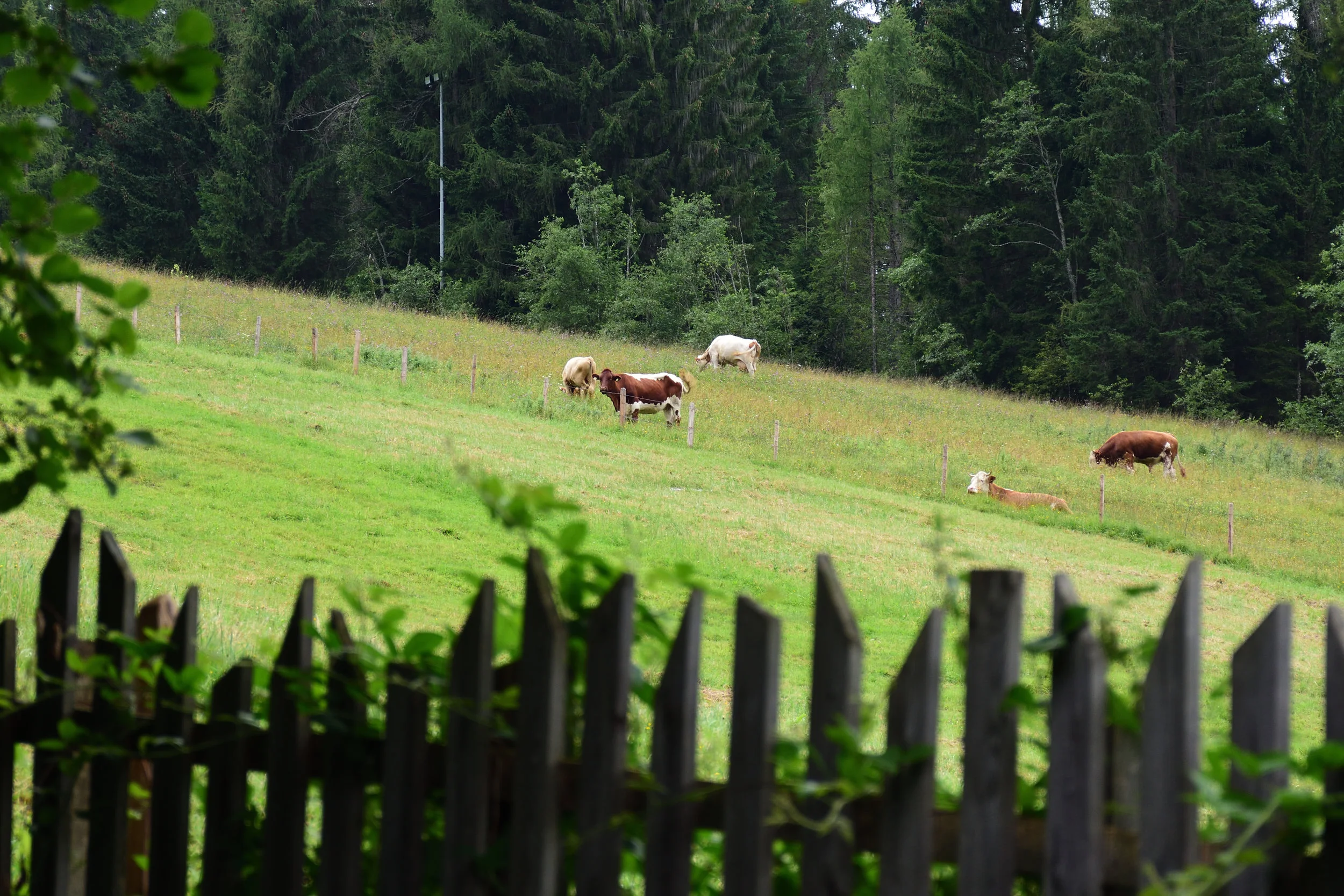 View from our kitchen window in summer