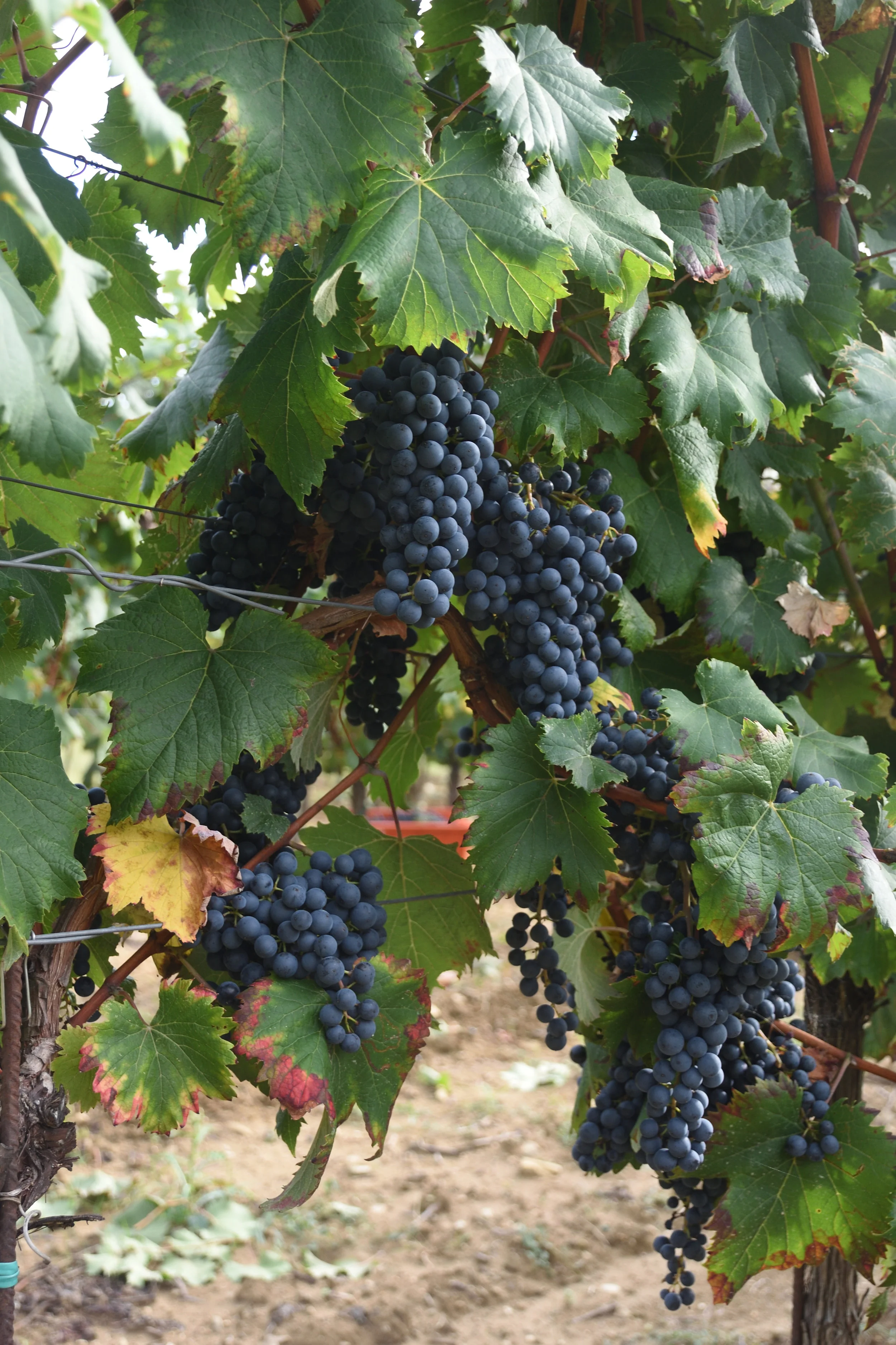 Grapes at Kozlovic Vineyard, 2016