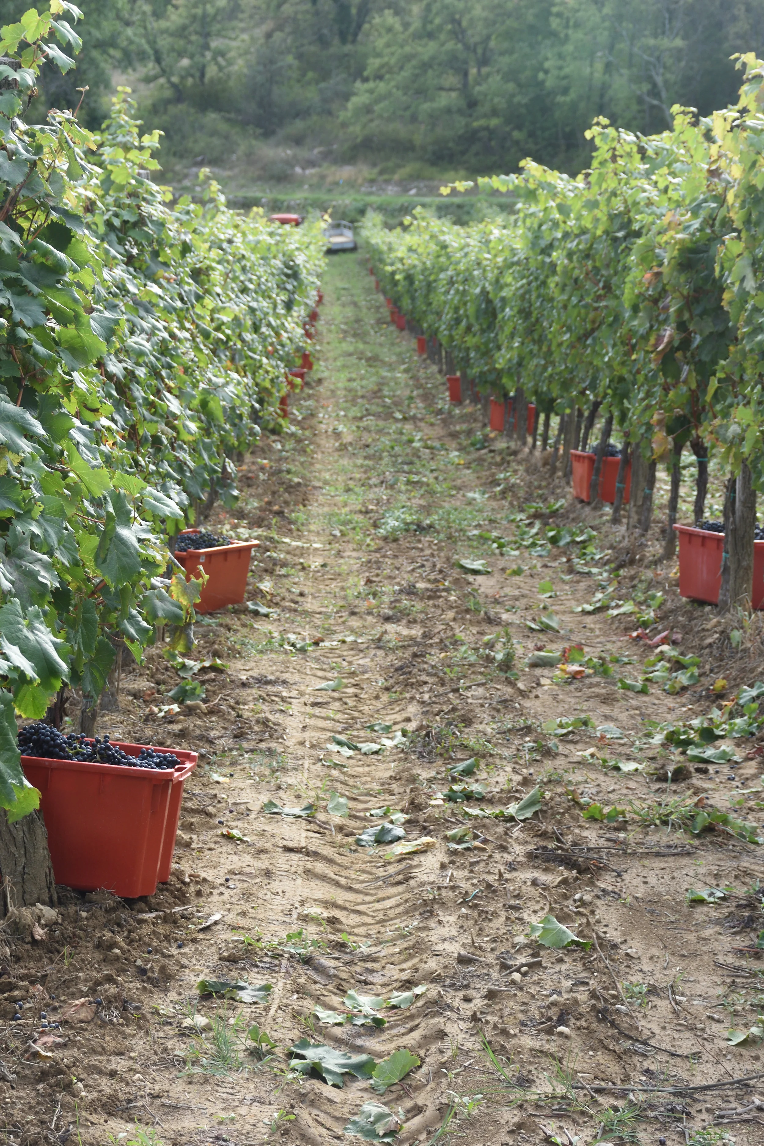 Grapes at Kozlovic Vineyard, 2016