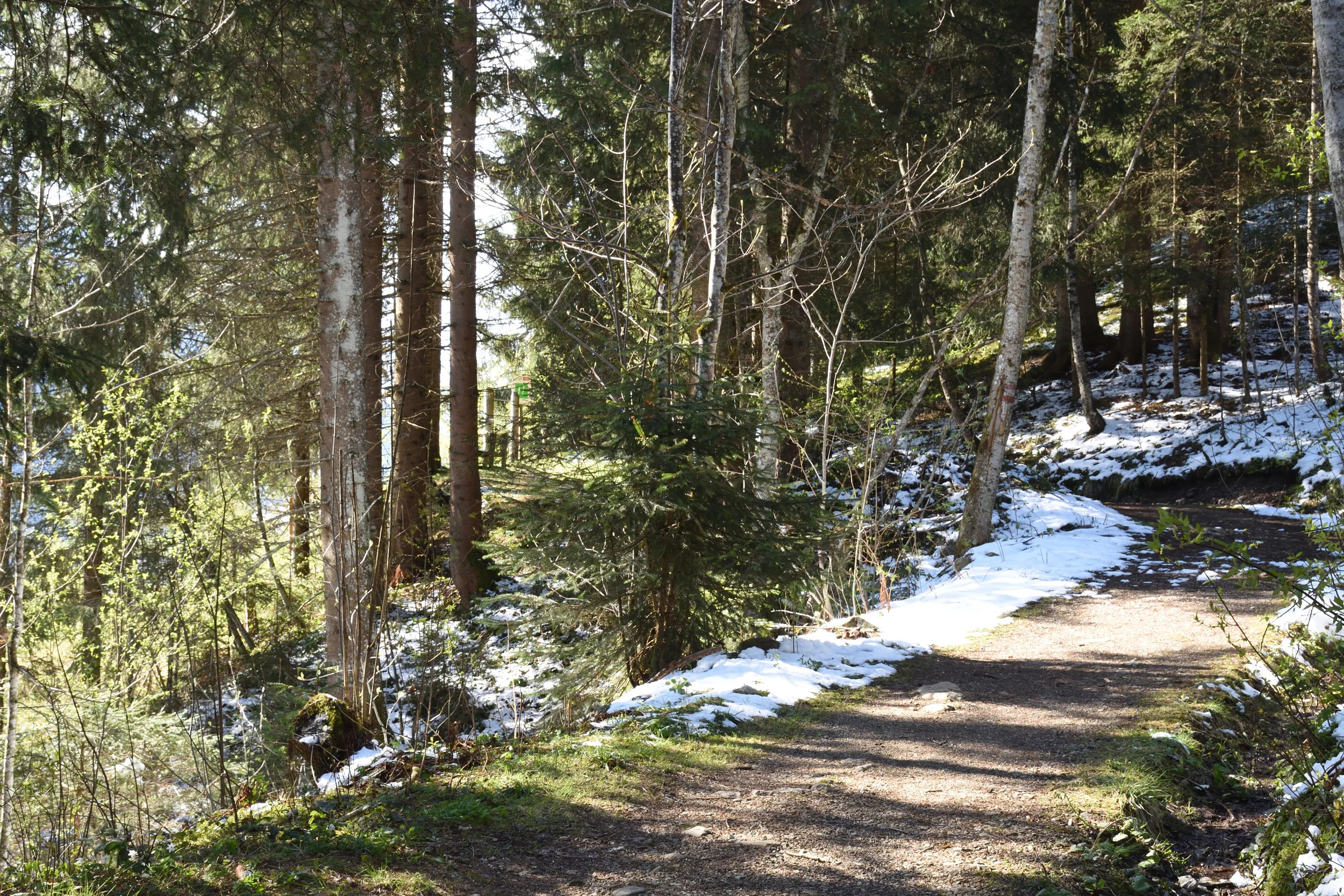 My favourite path in Flachau, 2017