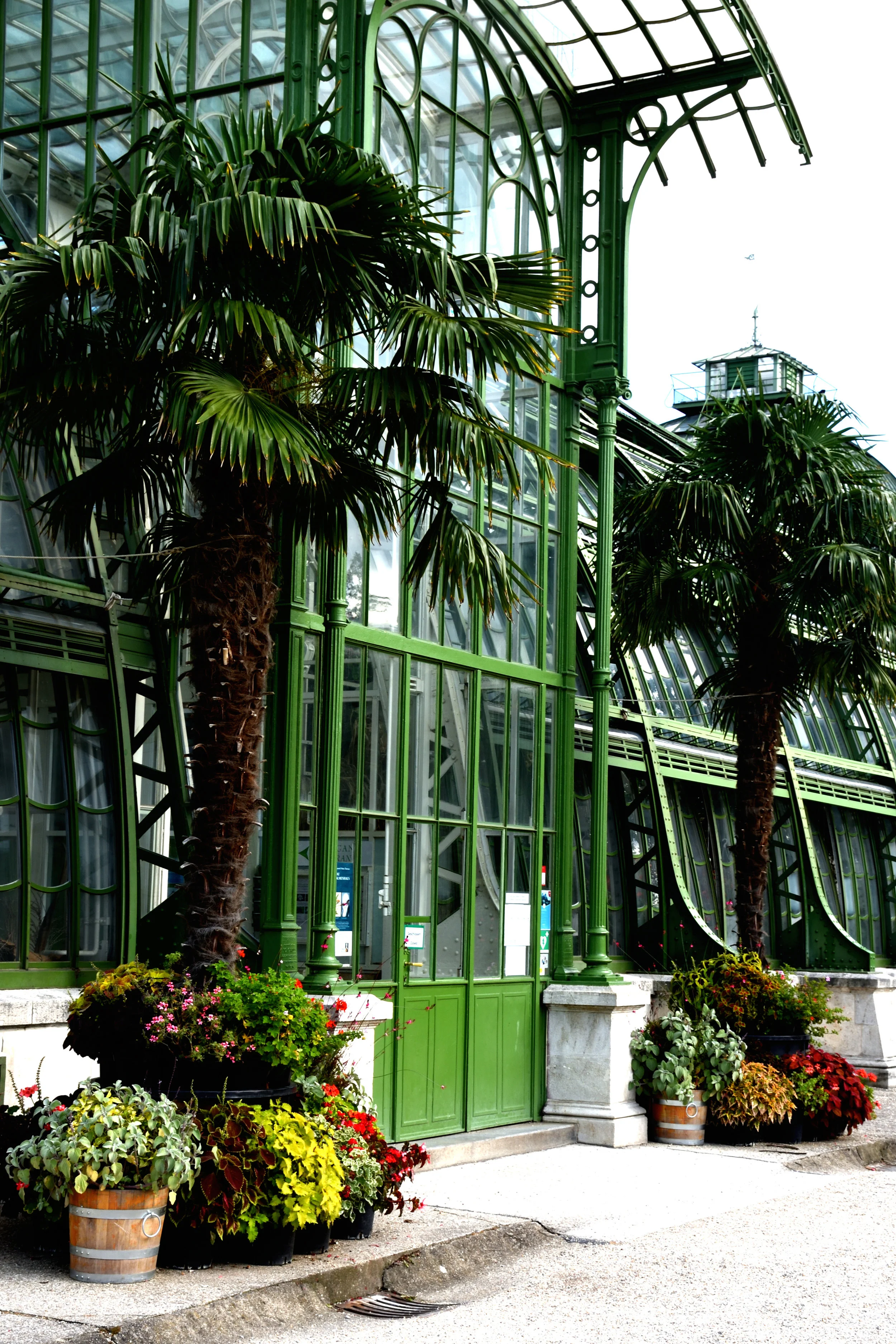 The Palm House, Schönbrunn, July 2017