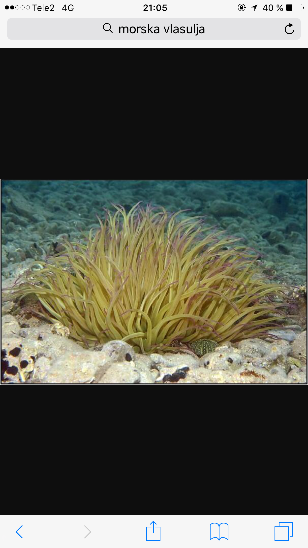 Sea Anemone, looks rather unharmfull right? But not!! photo from internet