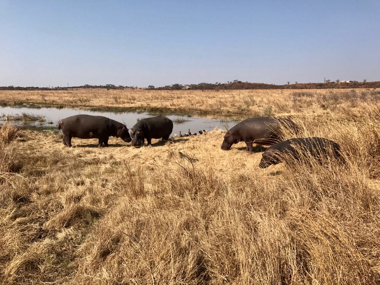 Nambiti Game Reserve, September 2017
