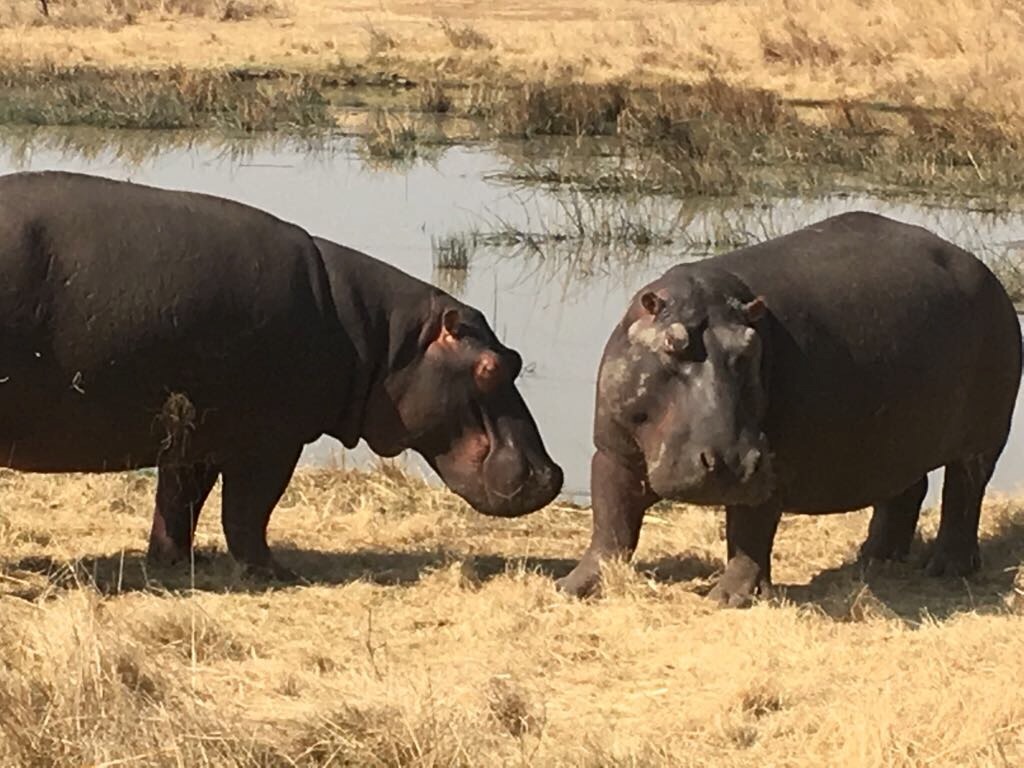 Nambiti Game Reserve, September 2017