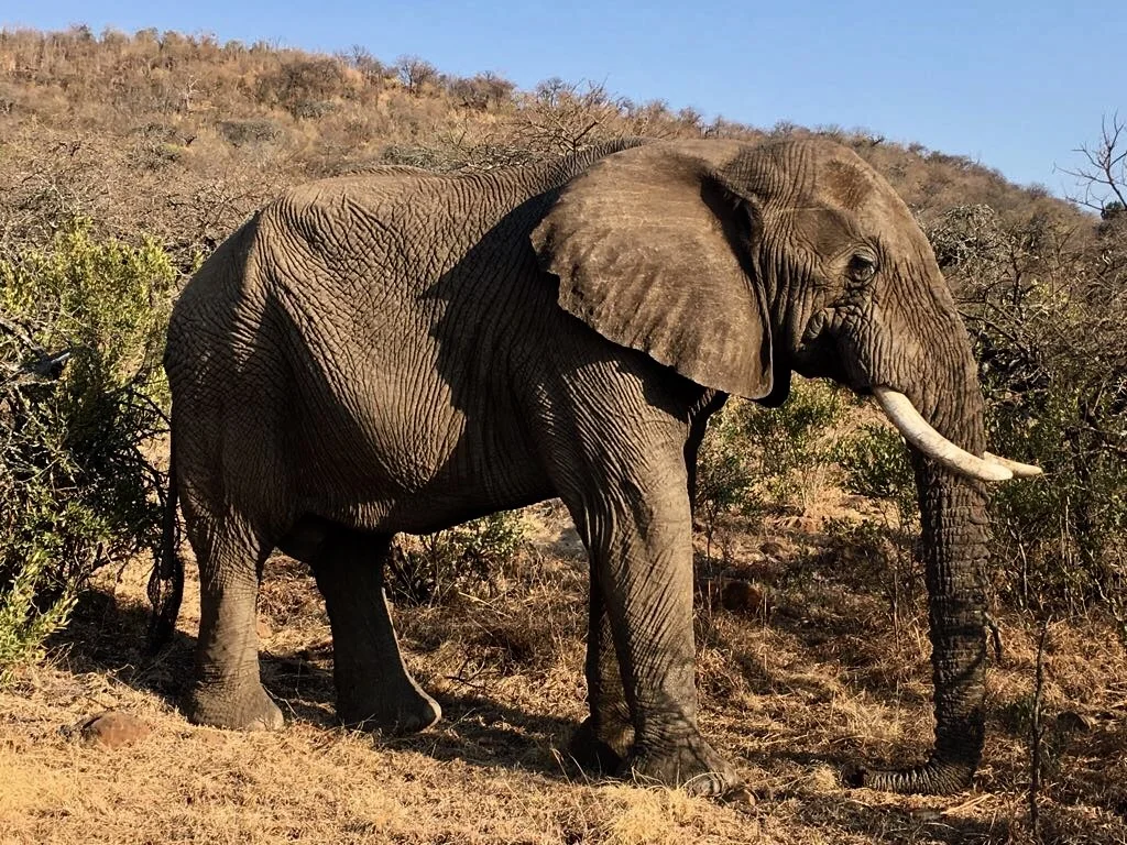 Nambiti Game Reserve, September 2017