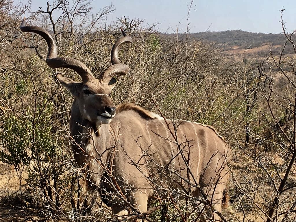 Nambiti Game Reserve, September 2017