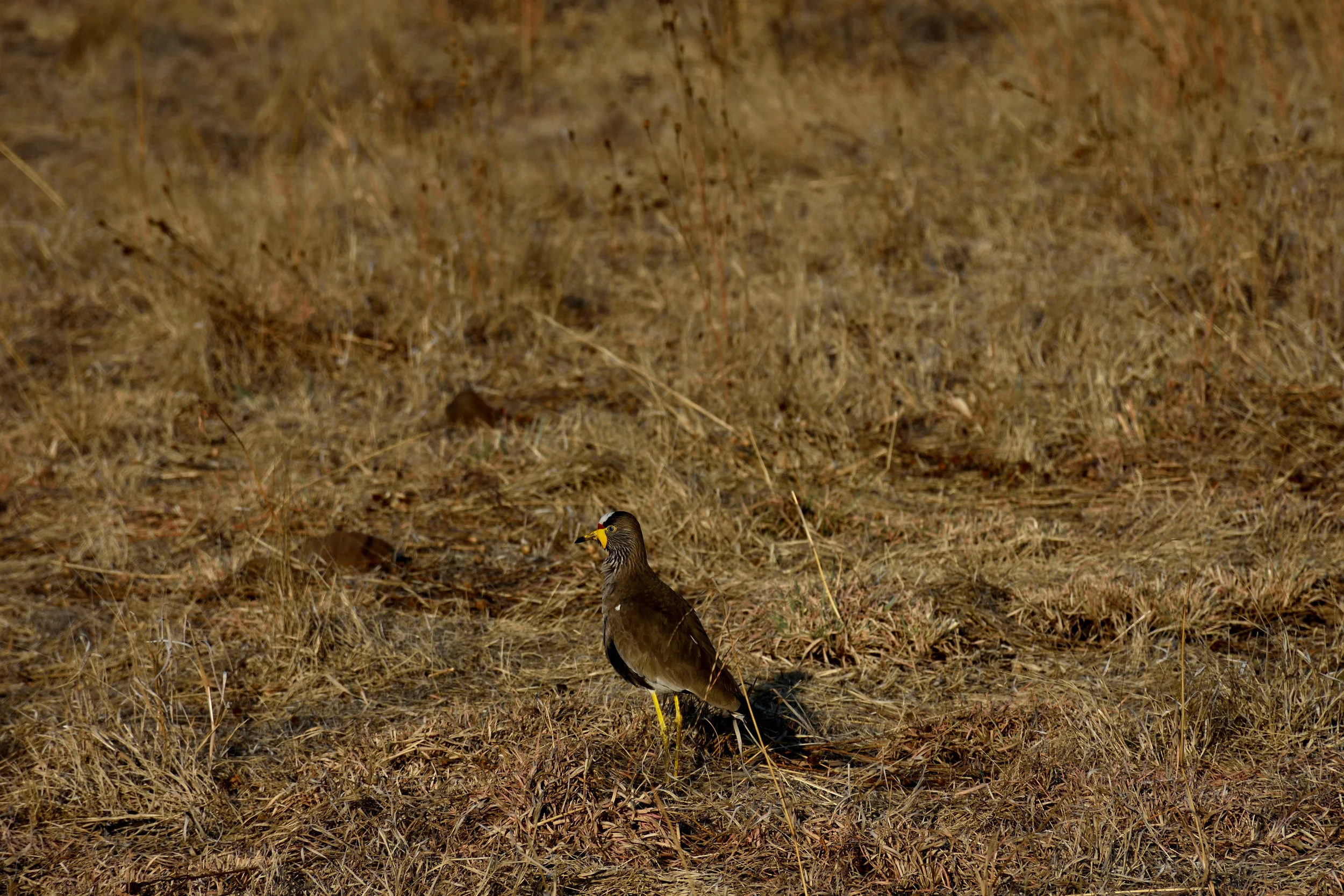 Nambiti Game Reserve, September 2017
