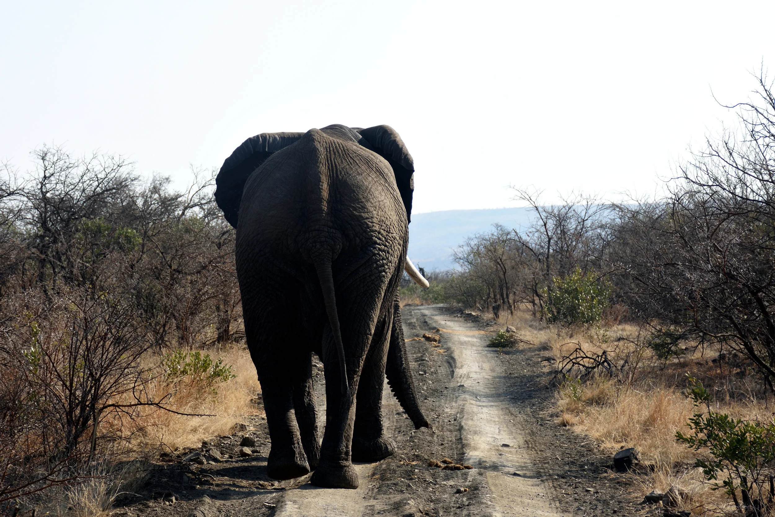 Nambiti Game Reserve, September 2017