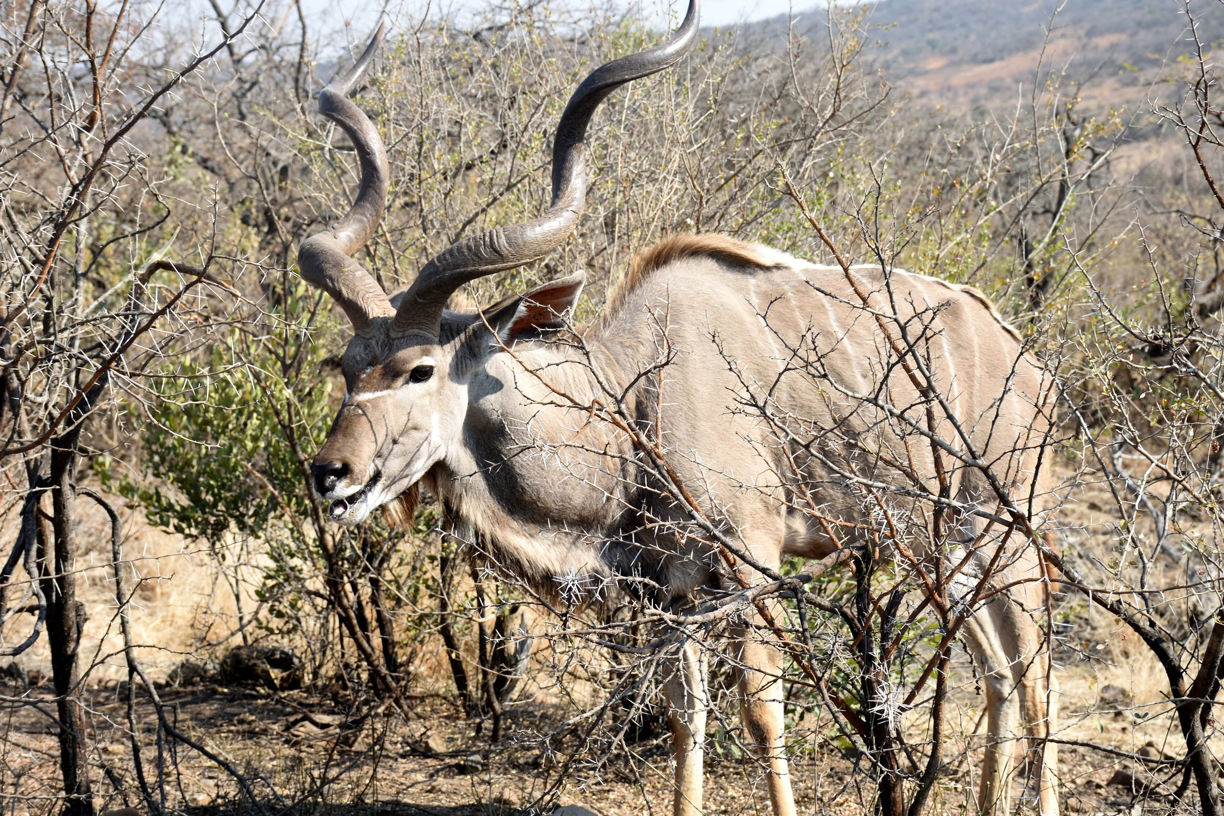 Nambiti Game Reserve, September 2017