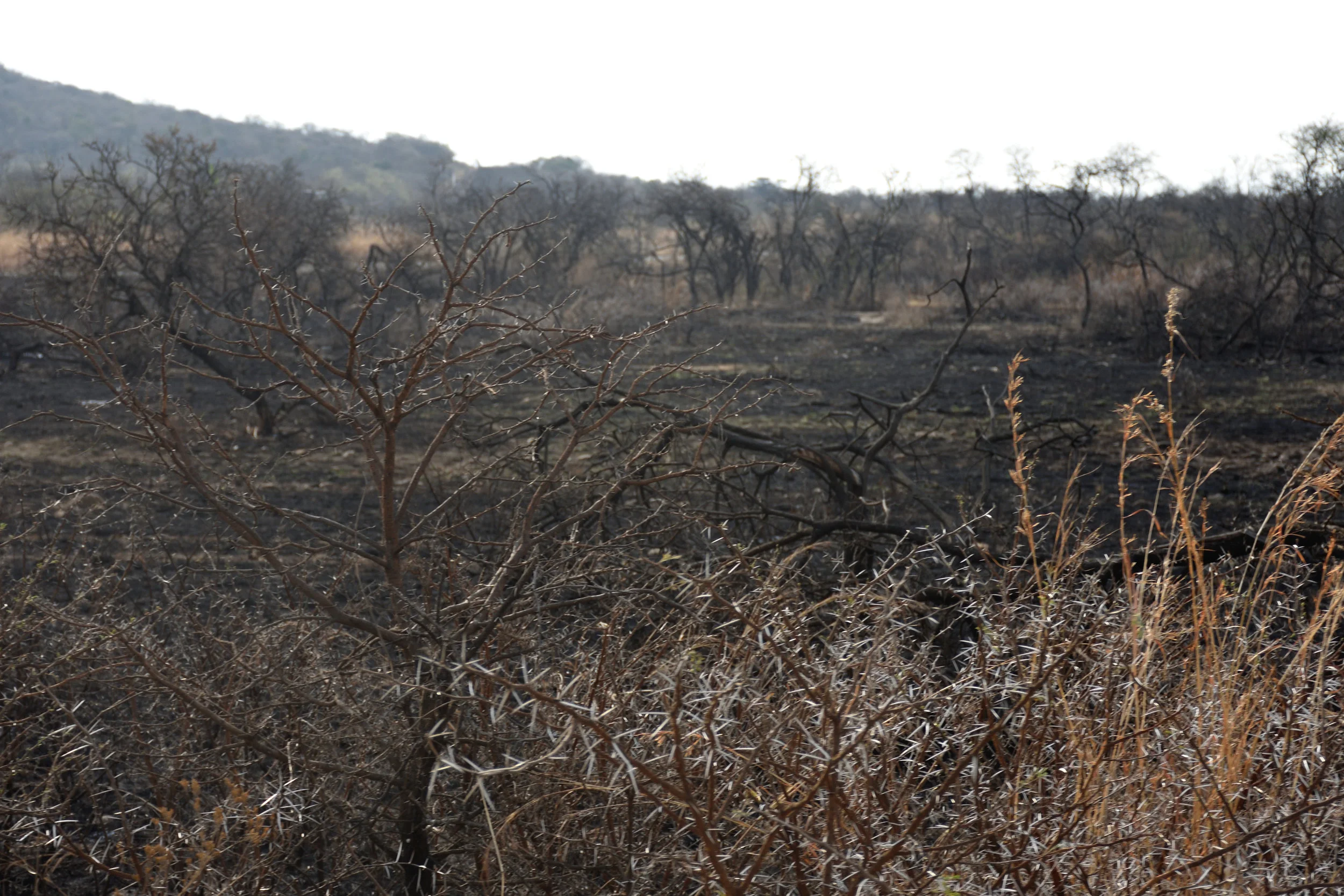 Nambiti Game Reserve, South Africa, September 2017