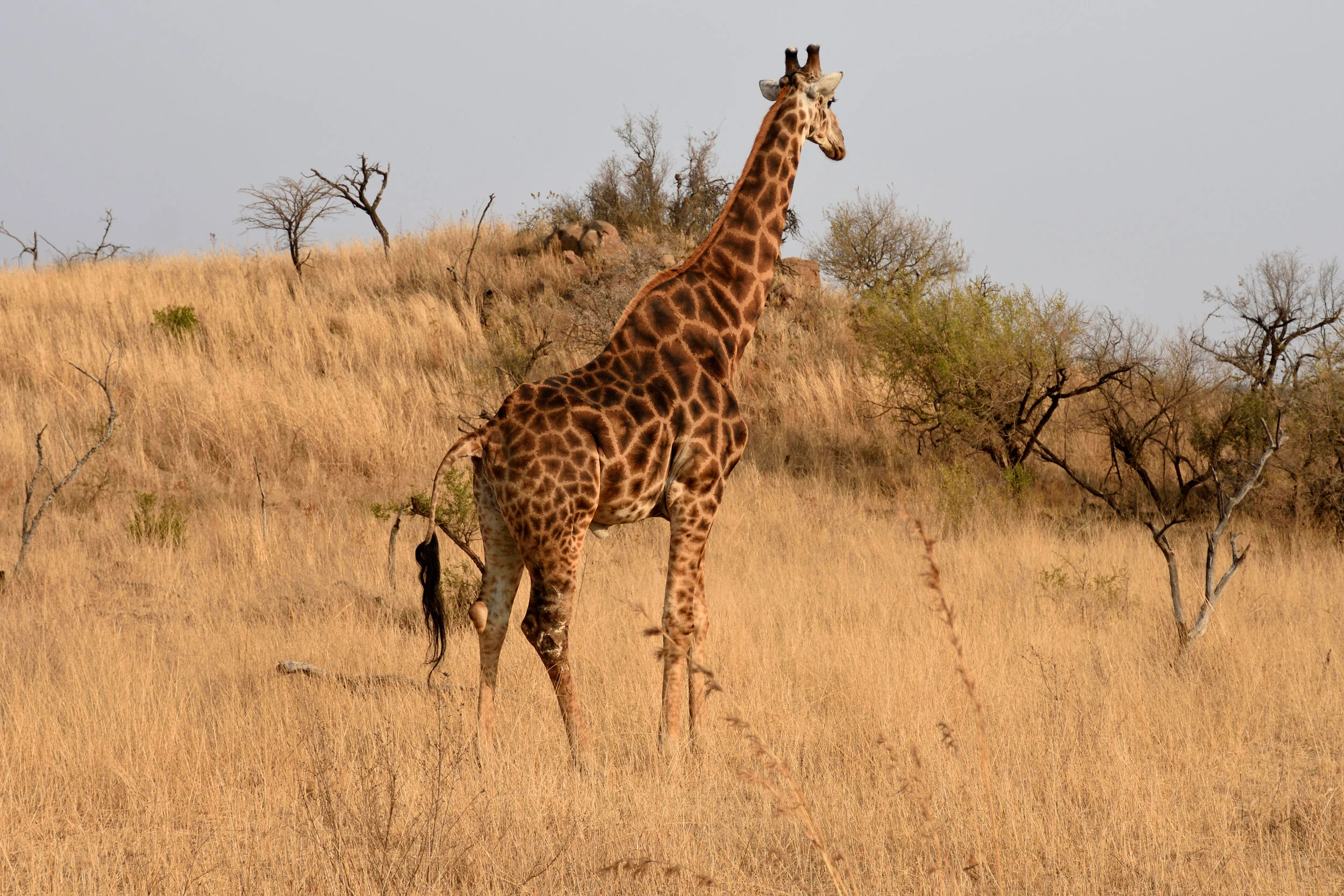 Nambiti Game Reserve, South Africa, September 2017
