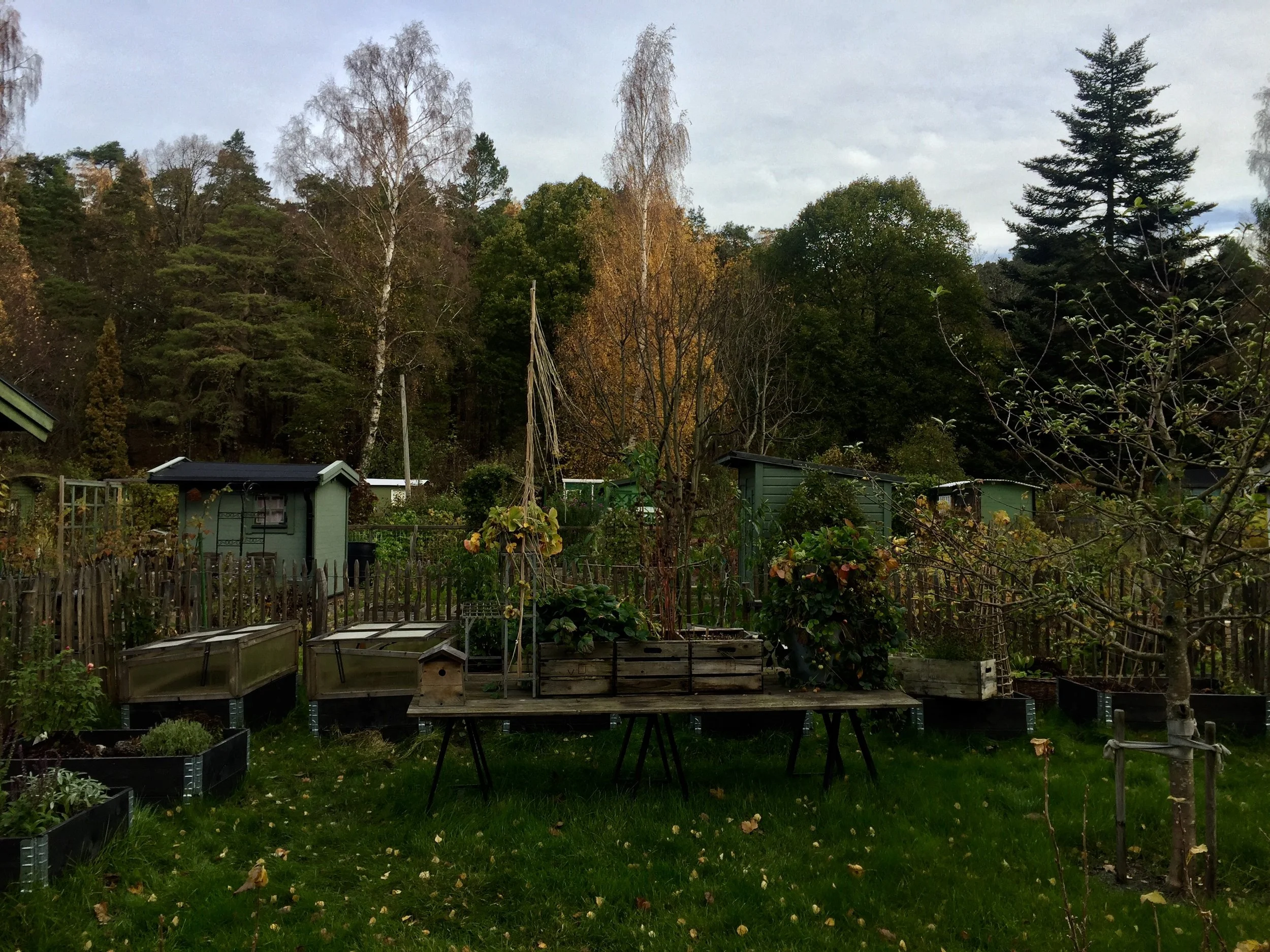 Söderbrunn Alotment, Stockholm, October 2018