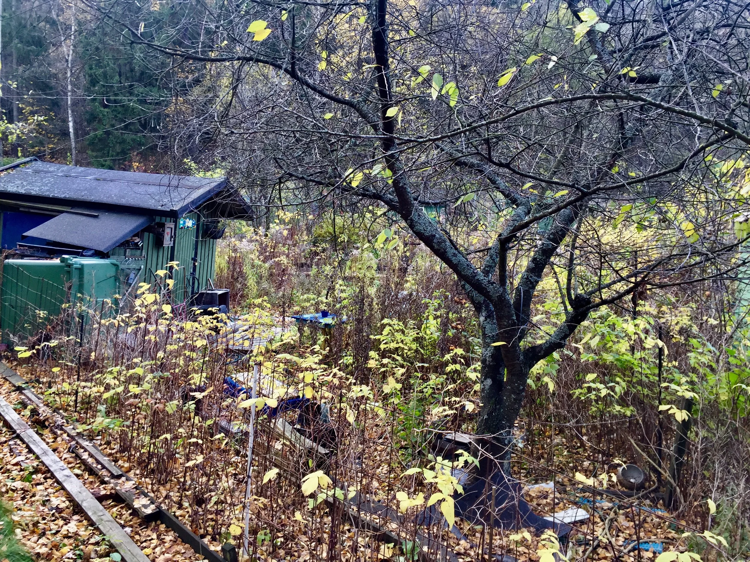 Söderbrunn Alotment, Stockholm, October 2018