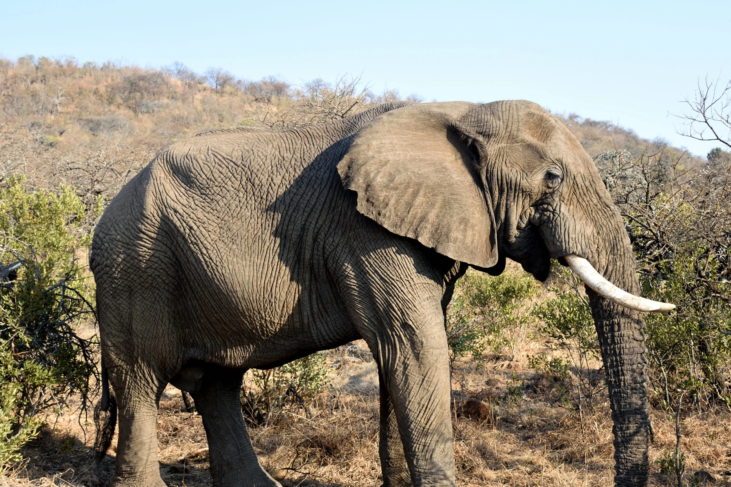 Nambiti Game Reserve, South Africa, September 2017