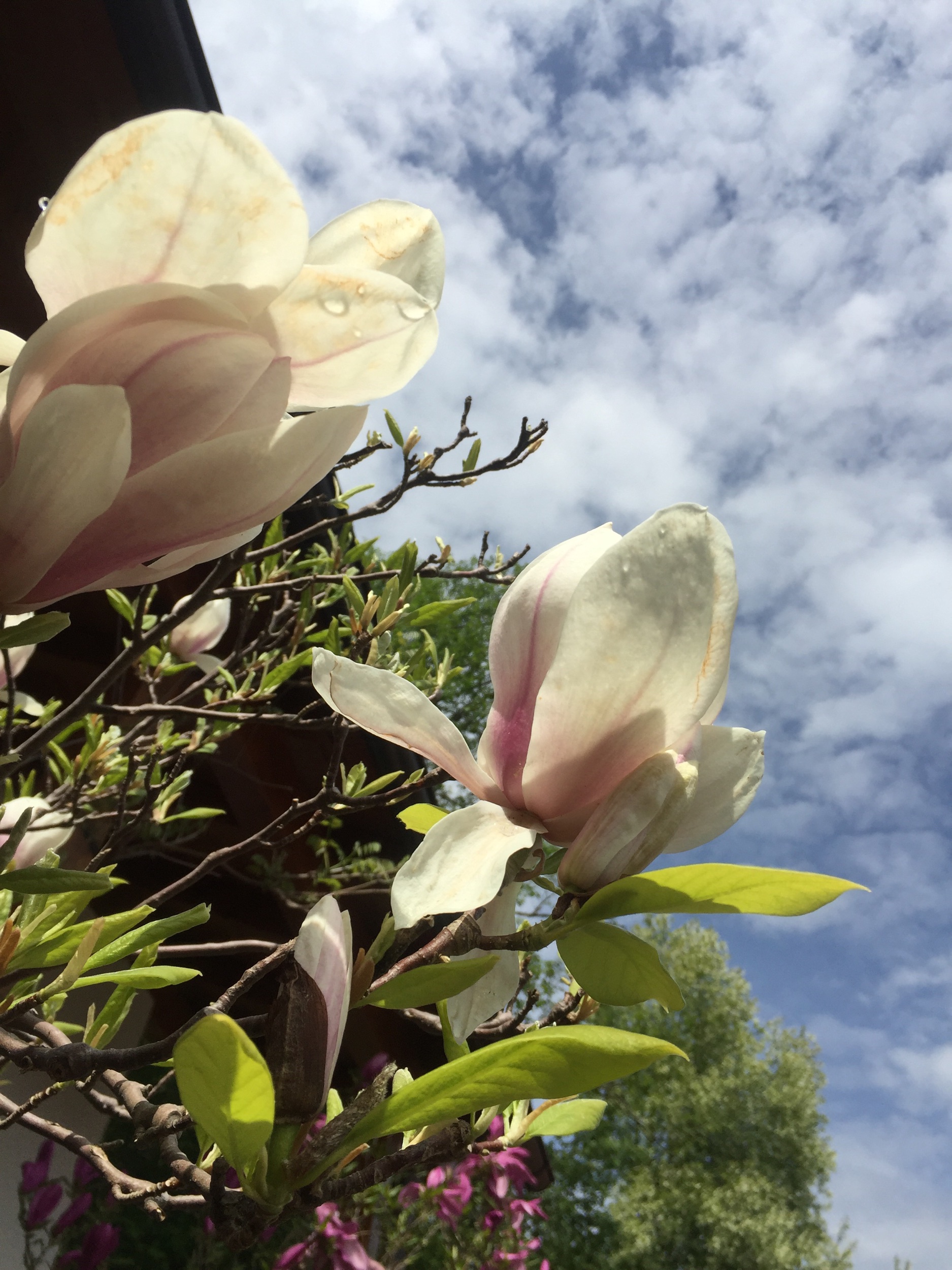 IMG_4535.jpeg